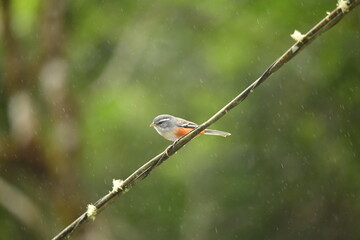 chuva