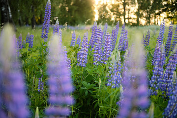 Obraz premium Purple lupin flowers are illuminated by the evening sun at sunset through the forest
