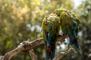 Parrots