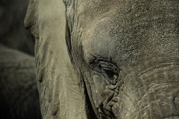 Fototapeta premium Elephants