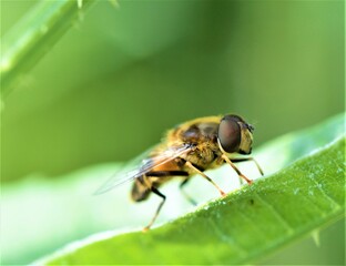 Hoverfly on a leaf.