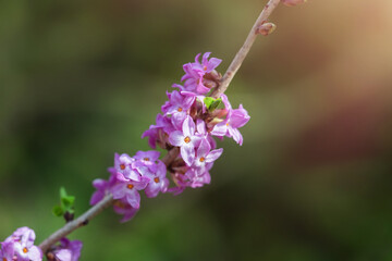 Purple flowers bush grow in the spring garden. Spring summer floral background.