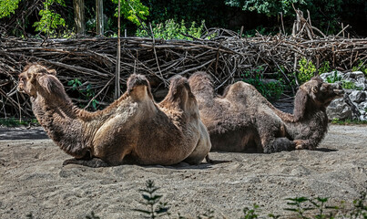 Bactrian camels on the sand. Latin name - Camelus bactrianus