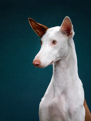 dog on blue background in the studio. portrait spanish greyhound, podenko ibitsenko