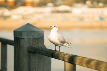 seagull on the pier in a sunny day