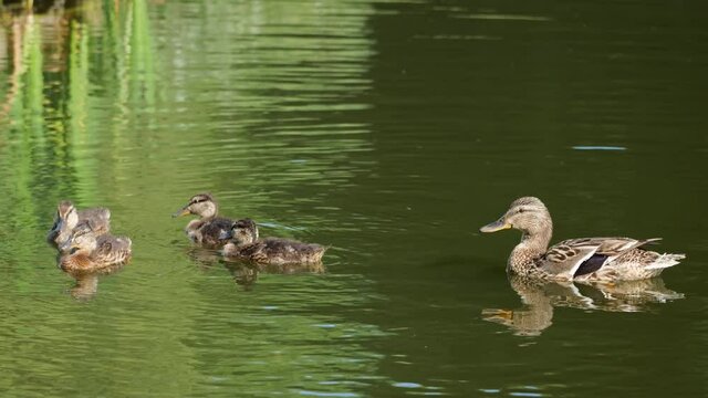 Mallard duck female with baby birds ducklings swimming in the lake