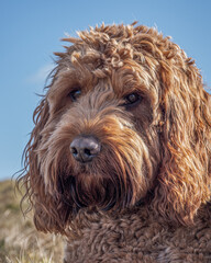 Red Cockapoo outdoor headshot