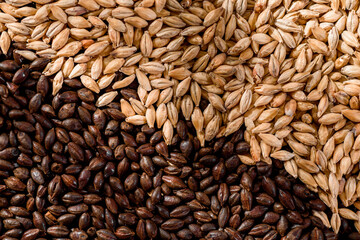 Malted grain close up. Mixed varieties of malted grain on a gray background. close-up. top view. flat lay. series of photos. space. High quality photo