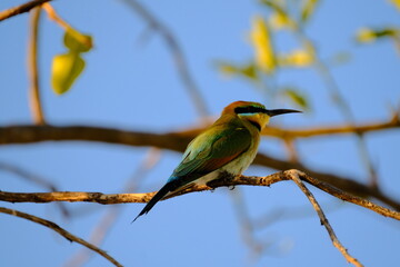 Obraz premium Australia Birds