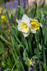 Narcissus yellow and white. Spring flowering daffodils bulb plants in flowerbed.