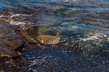 Green Sea Turtle on The Beach, Kiholo Bay, Hawaii Island, Hawaii, USA