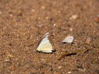 White Butterfly Standing on The Sand