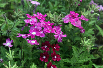 Closeup of dew droplet covered pink and purple flowers in park surrounded by green grass