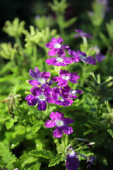Closeup of beautiful purple flowers plants