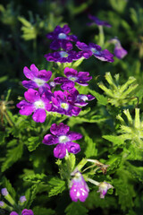 Closeup of beautiful purple flowers plants