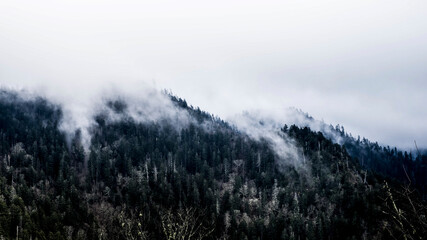 fog in the mountains