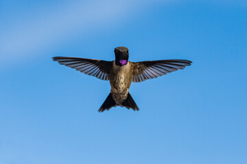 Black-Chinned Hummingbird (Archilochus alexandri) Male Head-on