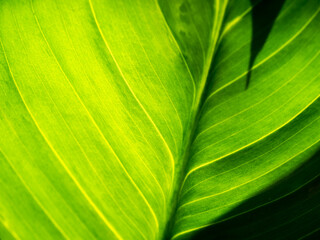 Abstract of The Crystal Anthurium Leaf
