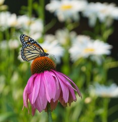 BEAUTIFUL BUTTERFLY ON FLOWER