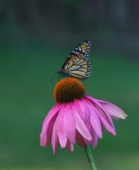 BEAUTIFUL BUTTERFLY ON FLOWER