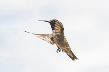 Black-Chinned Hummingbird (Archilochus alexandri) in Flight