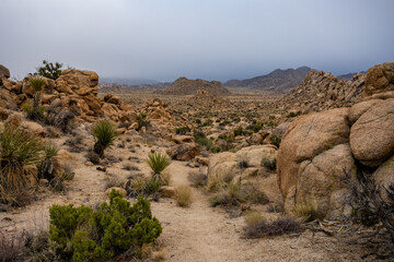 Trail Leads Out of the Lost Mine Loop