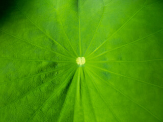 Fototapeta na wymiar Pattern of Worship Lotus Leaf