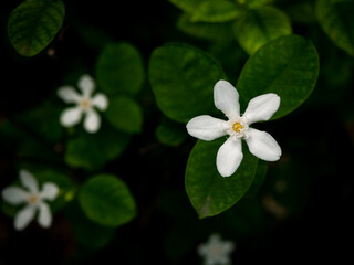 The White Gardenia Blooming