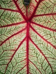 Pattern of White Red Fancy leaved Caladium