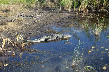 alligator suns itself on the shore