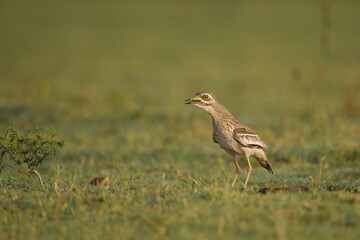 Indian stone-curlew