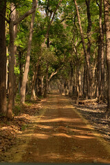 Woodland of Dudhwa National Park, Uttarpradesh, India.