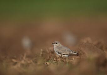 The small pratincole, little pratincole, or small Indian pratincole, Glareola lactea