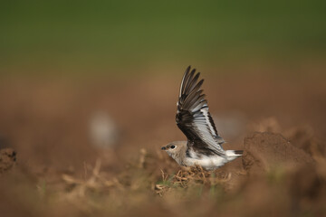 The small pratincole, little pratincole, or small Indian pratincole, Glareola lactea