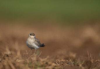 The small pratincole, little pratincole, or small Indian pratincole, Glareola lactea