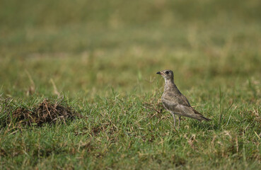 Oriental pratincole 