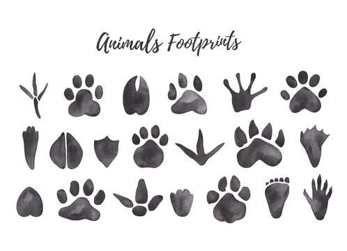 Watercolor illustration of black animal and bird trails - bear, wolf, chicken, moose, duck Paw prints
