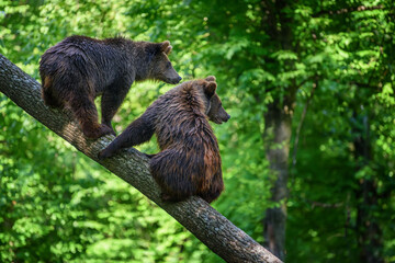 Two wild Brown Bear on tree in the summer forest. Animal in natural habitat. Wildlife scene