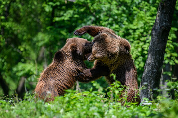 Two young wild Brown Bear in the summer forest. Animal in natural habitat. Wildlife scene
