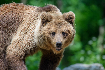 Obraz na płótnie Canvas Portrait wild Brown Bear in the summer forest. Animal in natural habitat. Wildlife scene