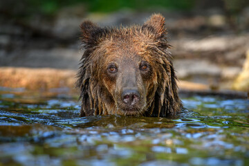 Wild Brown Bear on pond in the summer forest. Animal in natural habitat. Wildlife scene