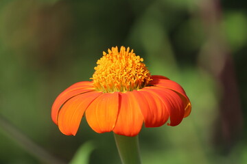 Mexican sunflower, Tithonia