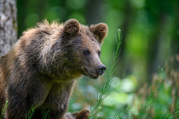 Wild Brown Bear in the summer forest. Animal in natural habitat. Wildlife scene