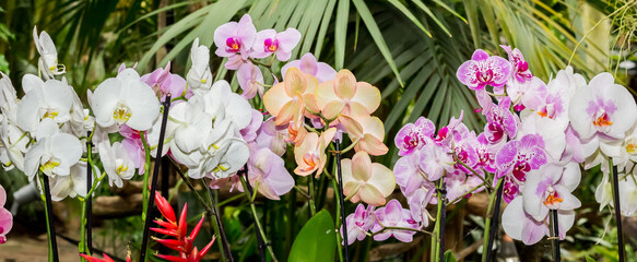 Panorama of colorful orchid flowers