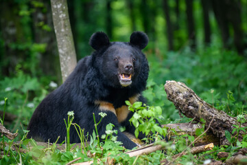 Obraz na płótnie Canvas Asiatic black bear (Ursus thibetanus) in summer forest. Wildlife scene from nature