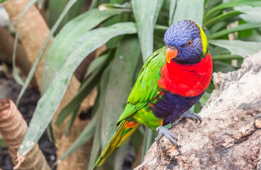 Colorful rainbow lorikeet sitting on a palm tree