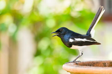 Oriental Magpie Robin perching on a clay bowl