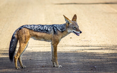 Black-back jackal in the Kruger National Park - obrazy, fototapety, plakaty