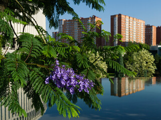 Purple flowers on Jacaranda (Jacaranda mimosifolia) branch reflected with buildings in water...
