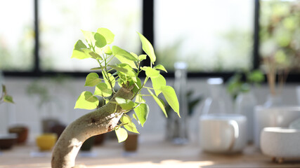 Ficus religiosa bonsai closeup with sunlight indoor plants